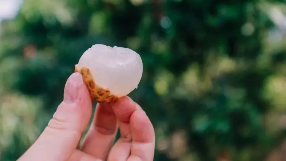 《长安的荔枝》热播,网友们晒出了爆火的看剧“搭子” 《长安的荔枝》热播,网友们晒出了爆火的看剧“搭子”