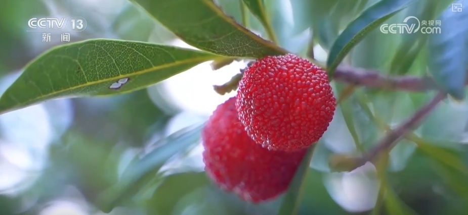 冷链燃动经济“热”力 “中央厨房+食材冷链配送”新业态、新模式加速生长 冷链燃动经济“热”力 “中央厨房+食材冷链配送”新业态、新模式加速生长