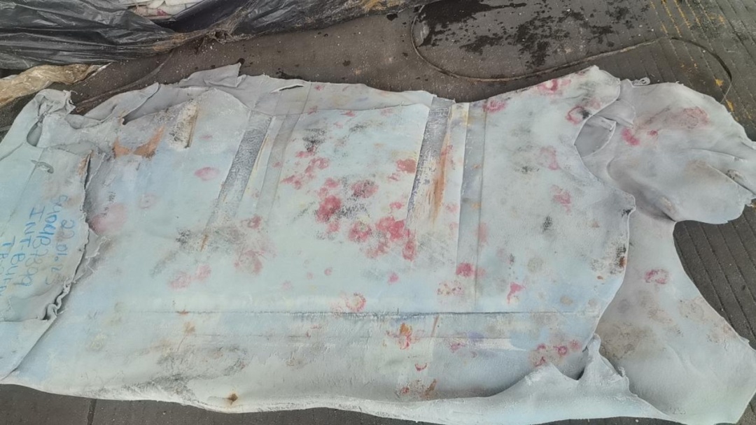 黄埔海关查获发霉、携带蜚蠊的蓝湿牛皮63吨,后续将做退回或者销毁处理 黄埔海关查获发霉、携带蜚蠊的蓝湿牛皮63吨,后续将做退回或者销毁处理