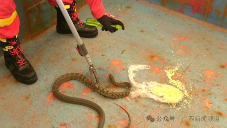 大蒜、花露水、雄黄硫磺粉效果都不佳！遇蛇切勿“硬碰硬”