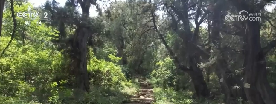 穿越古蜀道、雨中限定……焕新升级!夏日文旅亮点纷呈激活消费新引擎 穿越古蜀道、雨中限定……焕新升级!夏日文旅亮点纷呈激活消费新引擎