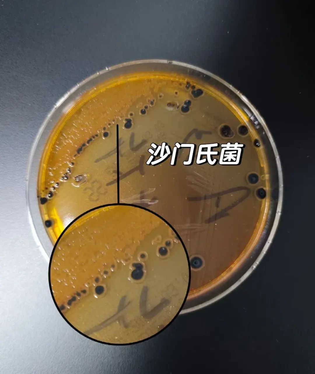 无菌蛋、可生食蛋、无抗蛋……跟普通鸡蛋有什么区别？