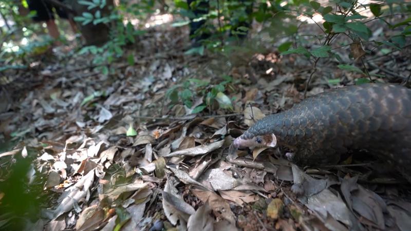 江西兴国联合救助放归一级保护动物穿山甲