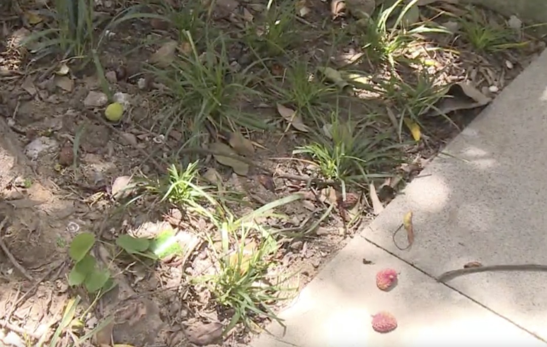 广州一河涌边荔枝树果实被采摘,提醒:不宜食用! 广州一河涌边荔枝树果实被采摘,提醒:不宜食用!