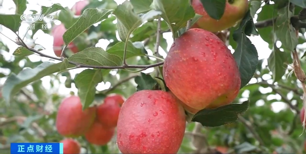 飙升超240%!创历史新高! 飙升超240%!创历史新高!