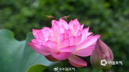 亭亭玉立 福州荷花绽放清凉了夏天