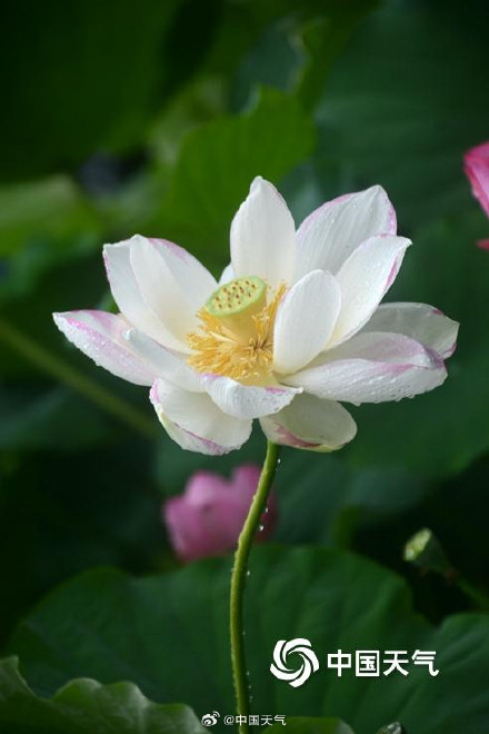 亭亭玉立 福州荷花绽放清凉了夏天