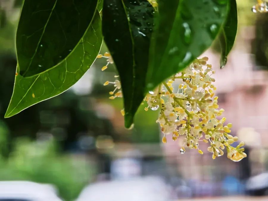 根本停不下！上海这场雨今夜会更大；网友集体吐槽，梅雨需防情绪“霉变”