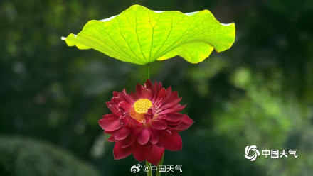 亭亭玉立 福州荷花绽放清凉了夏天