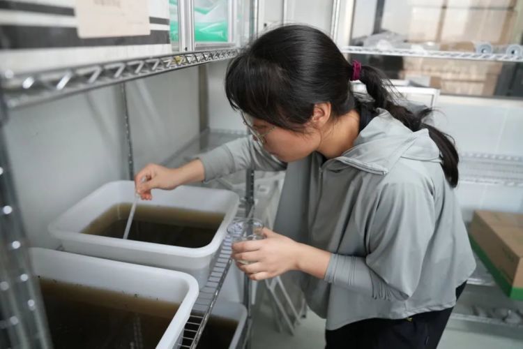 慎点！有群人专门养蚊子，已养了几万只