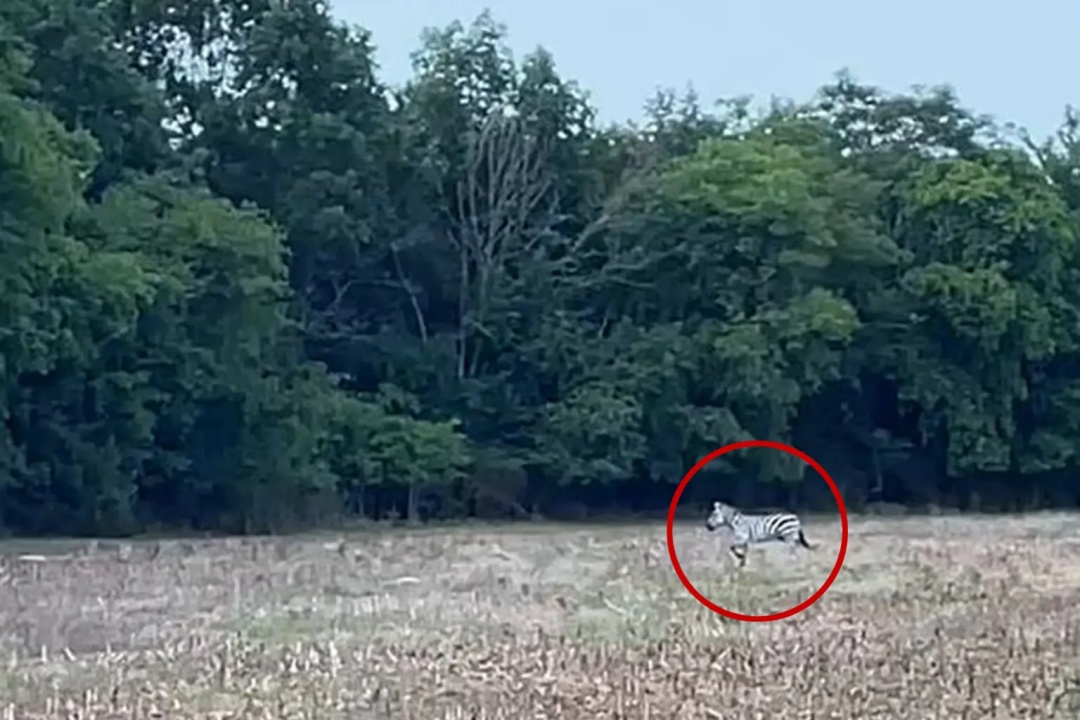 美国田纳西一只斑马外逃一周,被直升机运送回去,场景搞笑 美国田纳西一只斑马外逃一周,被直升机运送回去,场景搞笑