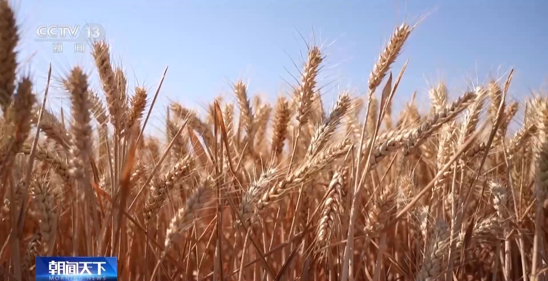 夏粮收购进行时 今年新麦有点香 价格稳中有升有保障 夏粮收购进行时 今年新麦有点香 价格稳中有升有保障