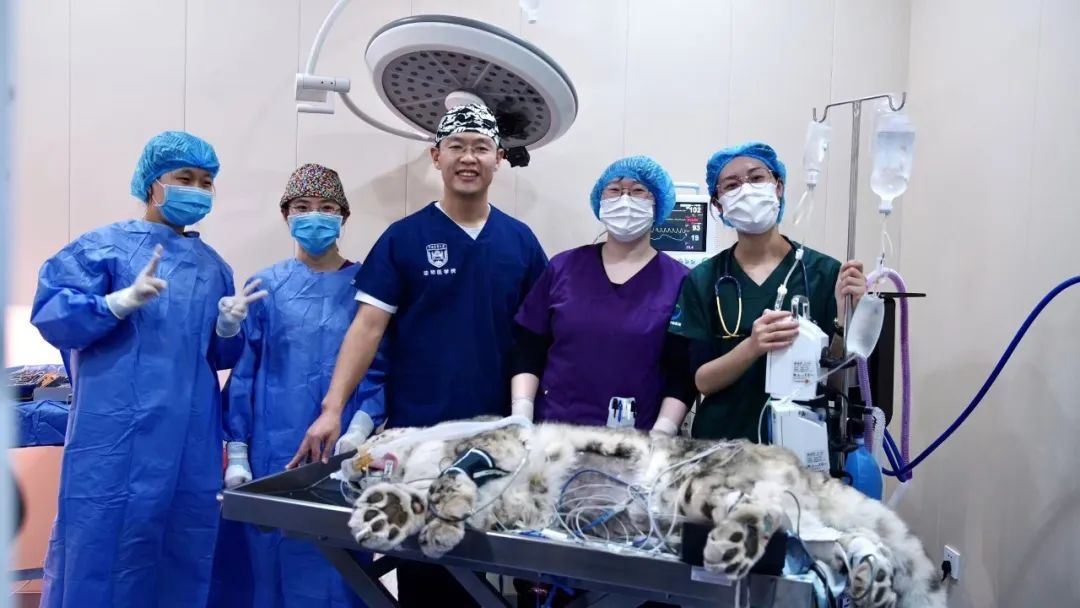 300多只大熊猫挂过他的“专家号”，这位金牌“野兽医”还创造了世界首例