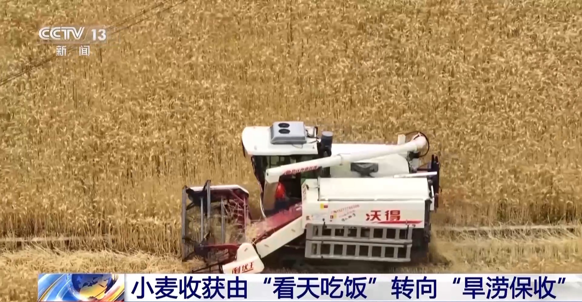 夏粮收购进行时 今年新麦有点香 价格稳中有升有保障 夏粮收购进行时 今年新麦有点香 价格稳中有升有保障