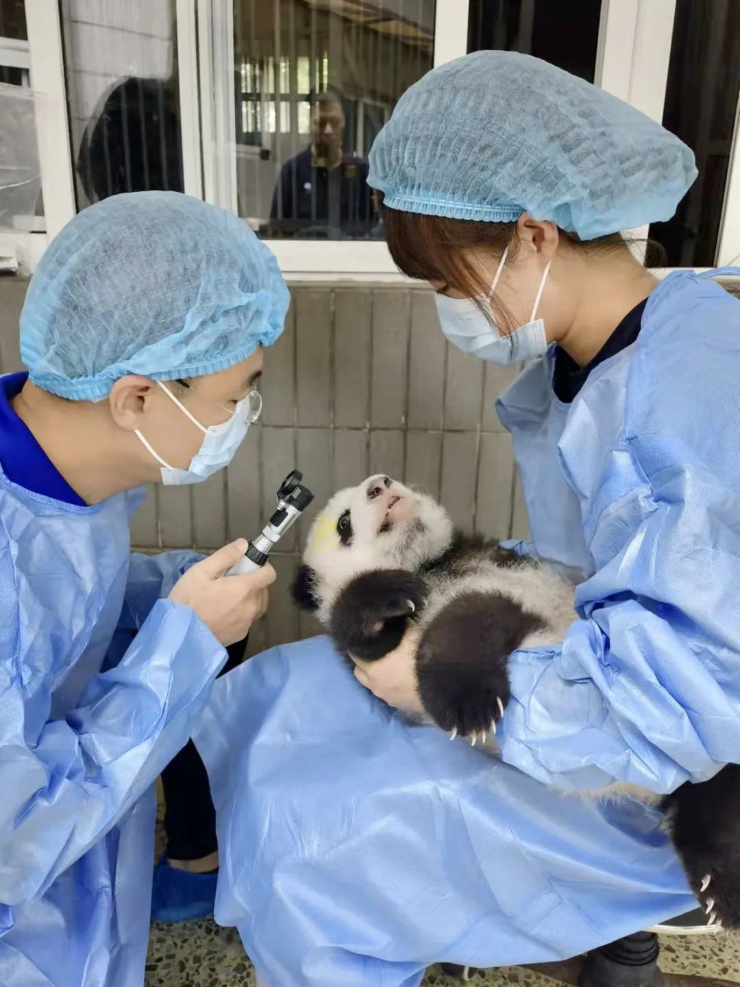 300多只大熊猫挂过他的“专家号”，这位金牌“野兽医”还创造了世界首例