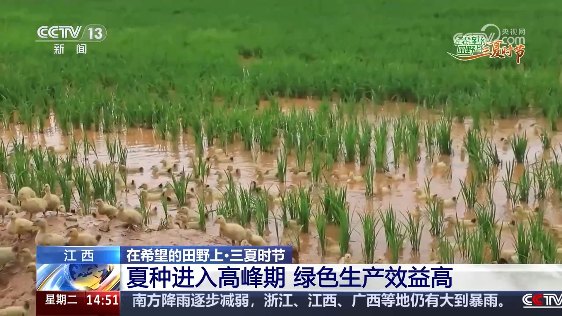 绿色生产、科技护航 夏收季田间地头粮食丰收果实飘香