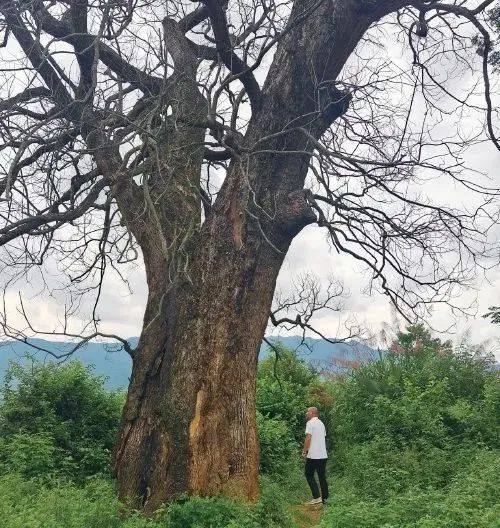 三百年古树竟遭毒手 三百年古树竟遭毒手