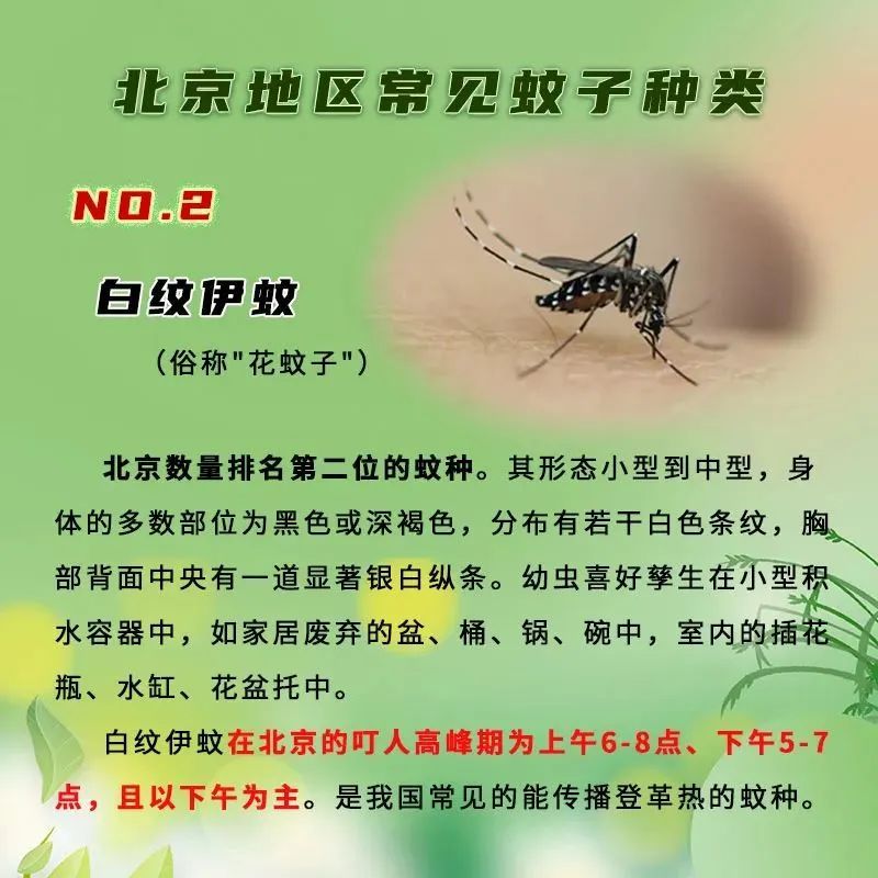 北京发布蚊虫叮咬指数滚动预报，你是招蚊子体质吗？