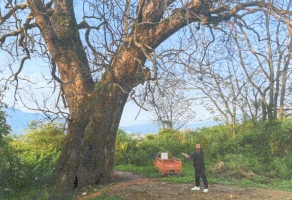 三百年古树竟遭毒手 三百年古树竟遭毒手