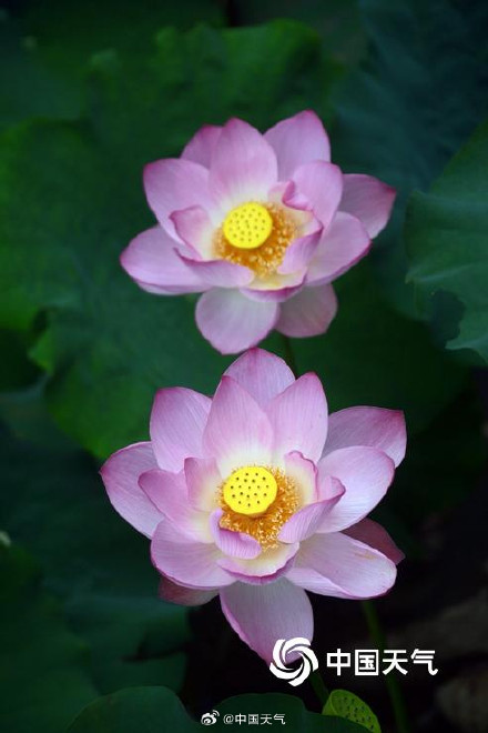 亭亭玉立 福州荷花绽放清凉了夏天