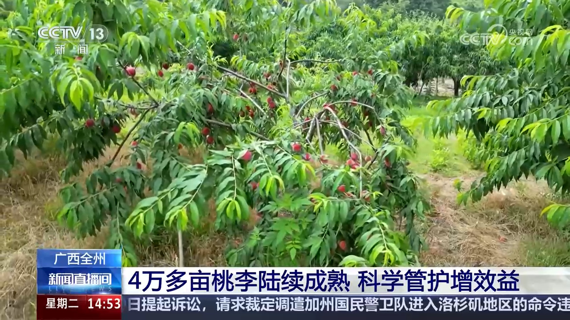 绿色生产、科技护航 夏收季田间地头粮食丰收果实飘香