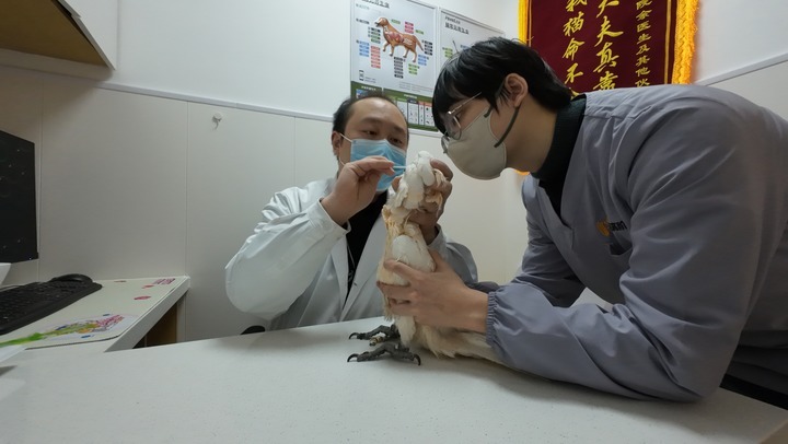 宠物医疗为何频现“糊涂账”? 宠物医疗为何频现“糊涂账”?