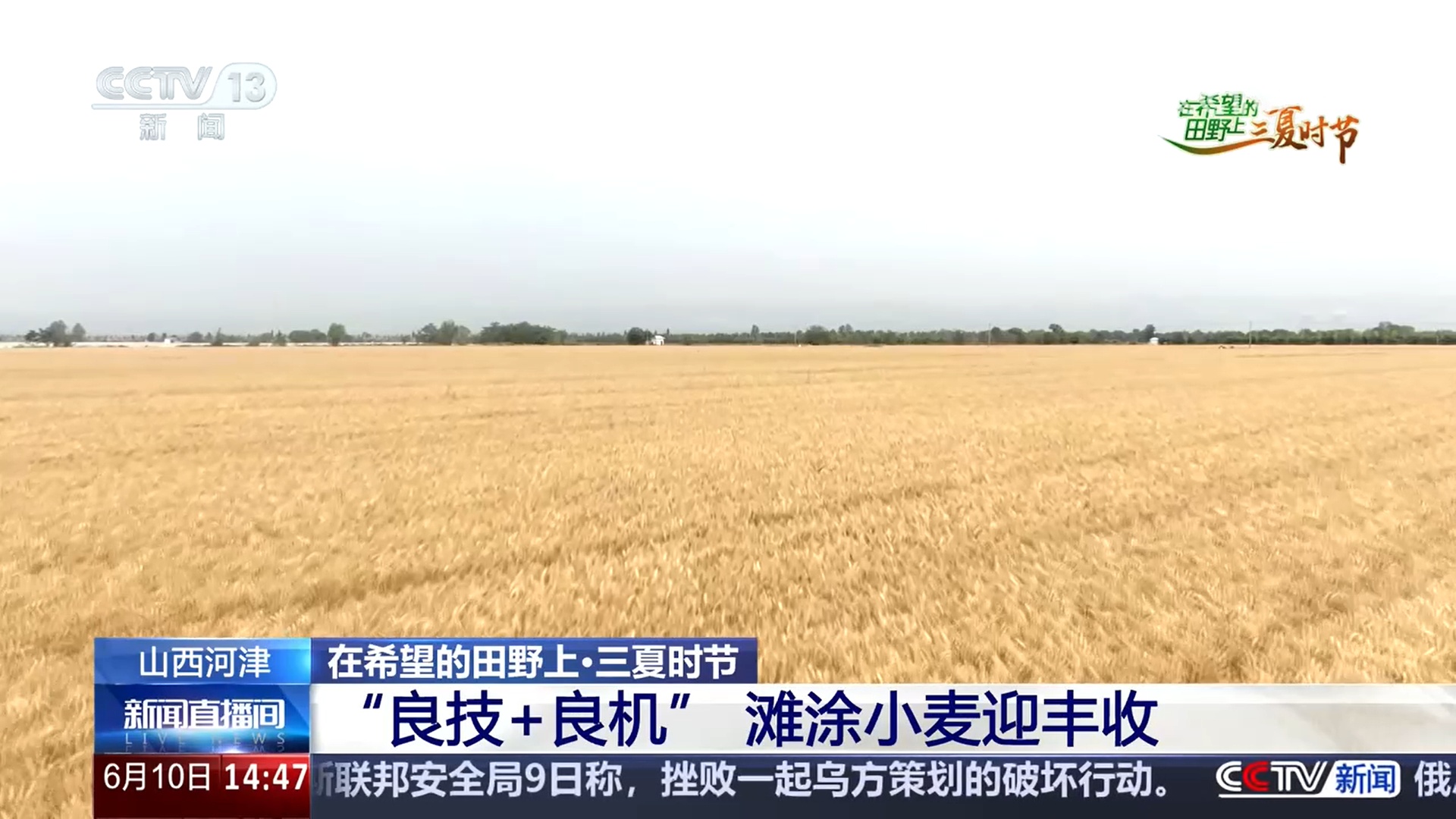 绿色生产、科技护航 夏收季田间地头粮食丰收果实飘香