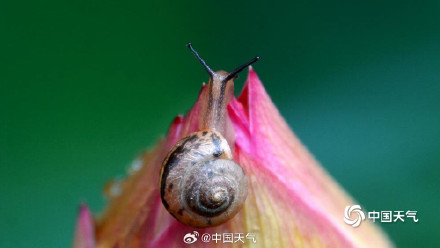 亭亭玉立 福州荷花绽放清凉了夏天