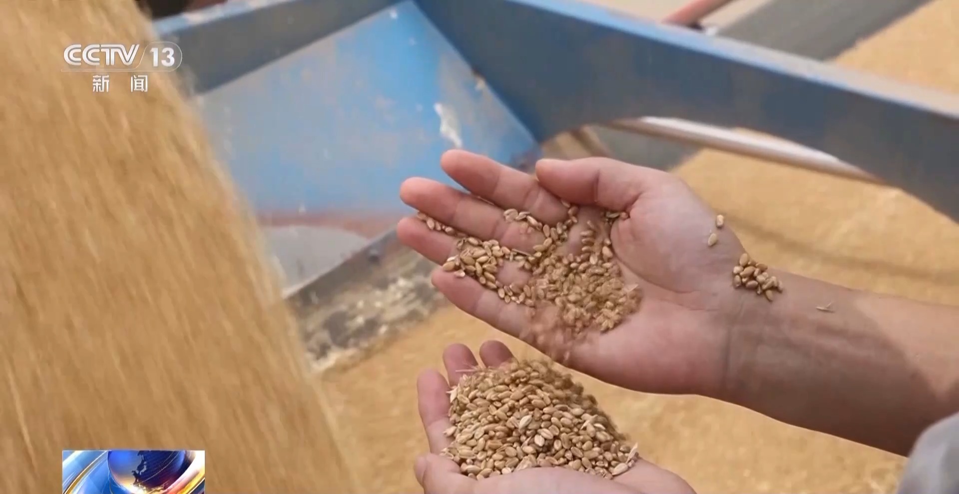 夏粮收购进行时 今年新麦有点香 价格稳中有升有保障 夏粮收购进行时 今年新麦有点香 价格稳中有升有保障