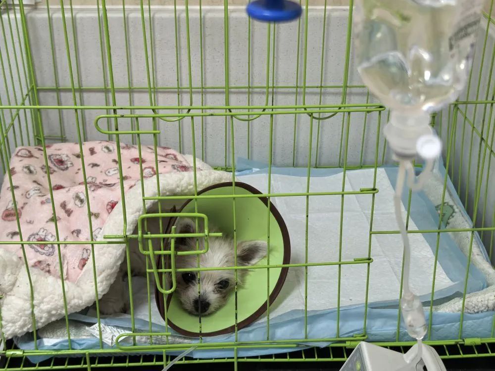 看病贵、收费乱、用假药,宠物医疗为啥这么多“糊涂账”? 看病贵、收费乱、用假药,宠物医疗为啥这么多“糊涂账”?