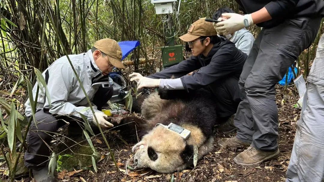 300多只大熊猫挂过他的“专家号”，这位金牌“野兽医”还创造了世界首例