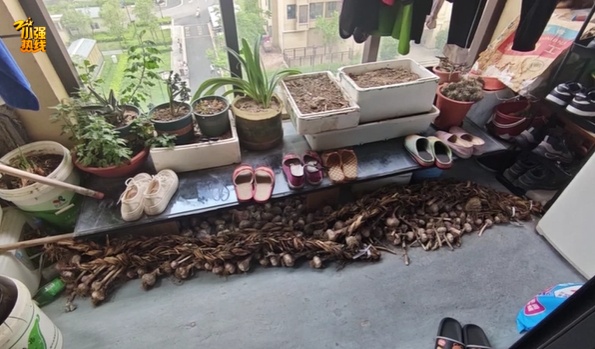 “被偷光了!”浙江有人报警,民警上门一看惊呆:整整100多斤… “被偷光了!”浙江有人报警,民警上门一看惊呆:整整100多斤…