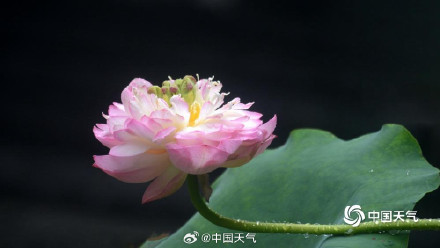 亭亭玉立 福州荷花绽放清凉了夏天