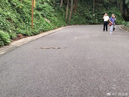 转发保存！逛公园小心“蛇出没”，记住广州这些医院可打抗蛇毒血清