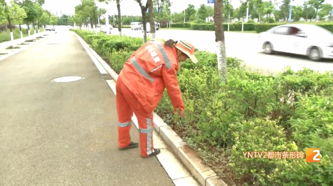 警惕！被咬后严重会导致休克！见到这种小土丘躲远点......