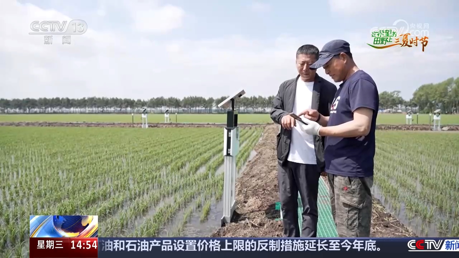 小麦收获、圆葱产销旺、水稻长势好……乡村处处是“丰”景