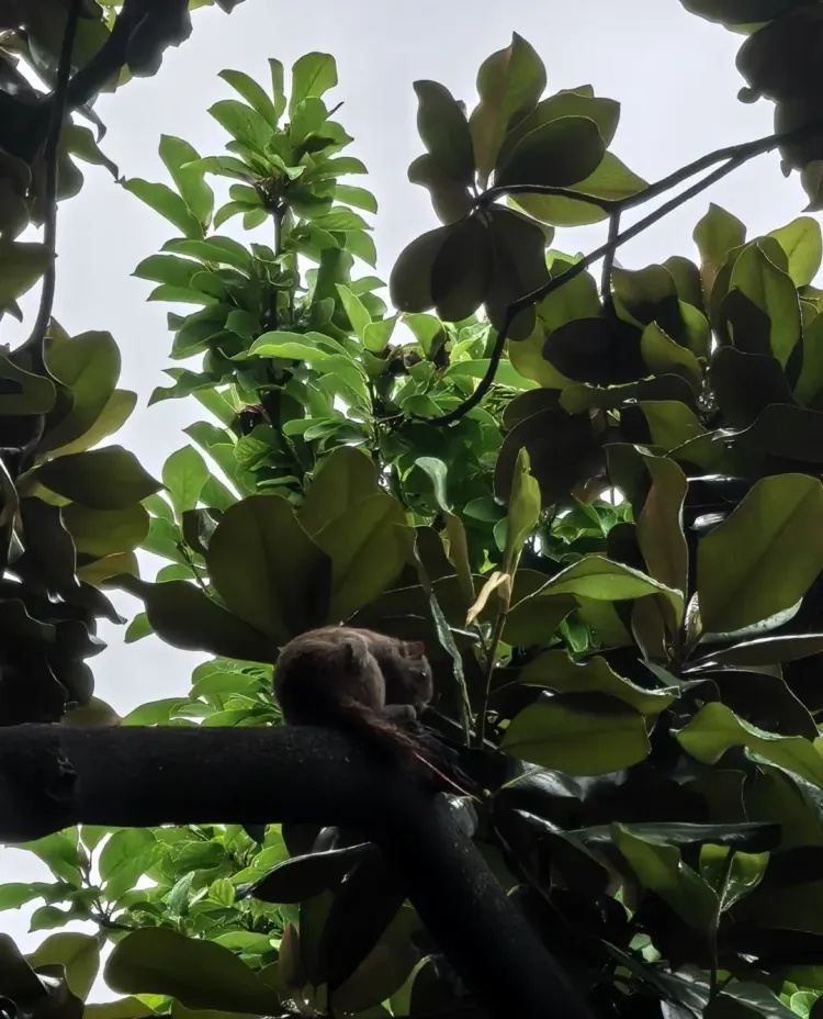 杭州西湖边松鼠被人拔断尾巴?西湖景区回应 杭州西湖边松鼠被人拔断尾巴?西湖景区回应