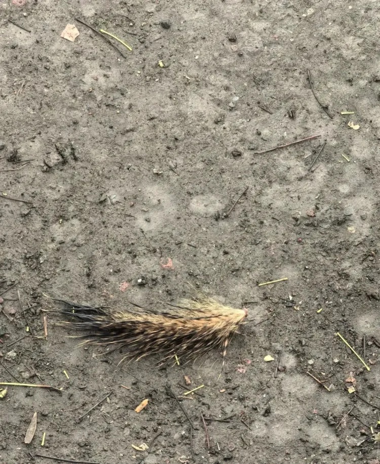 杭州西湖边松鼠被人拔断尾巴?西湖景区回应 杭州西湖边松鼠被人拔断尾巴?西湖景区回应