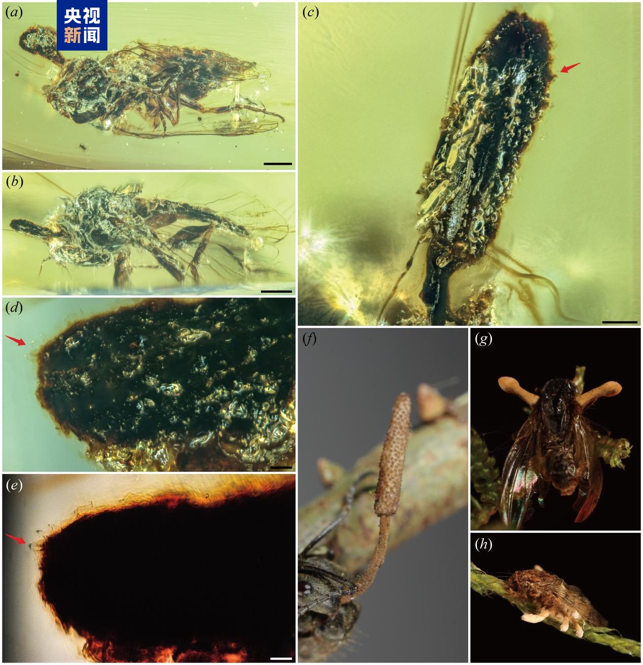 琥珀现最古虫草!寄生蚂蚁历史达亿年 琥珀现最古虫草!寄生蚂蚁历史达亿年