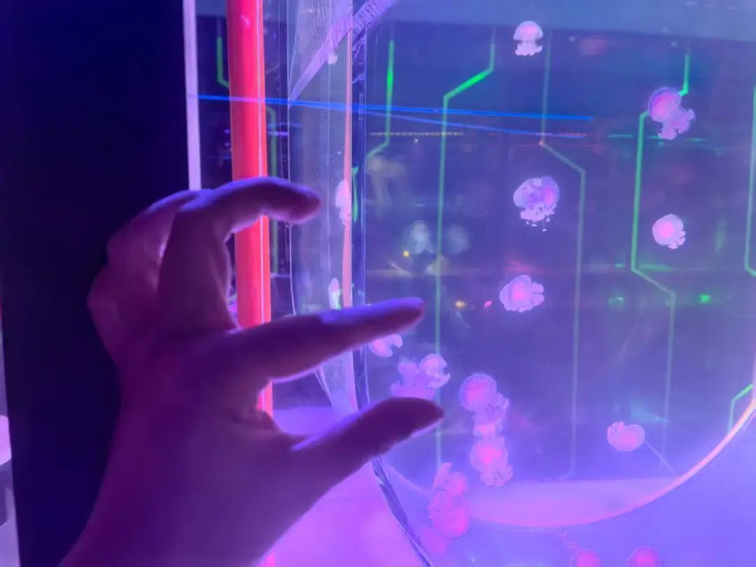 你好，这是我的名字“鱼人叶硝水母”，请多关照！