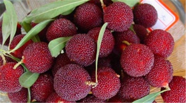 正大量上市,有人吃完秒变“悲伤蛙”,严重的或有生命危险,医生提醒→ 正大量上市,有人吃完秒变“悲伤蛙”,严重的或有生命危险,医生提醒→