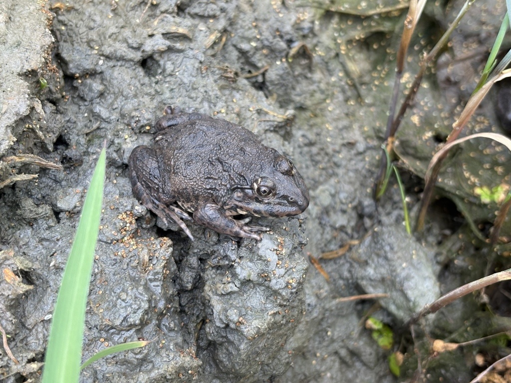 重返上海郊野｜消失的“顶级捕食者”如何归来？