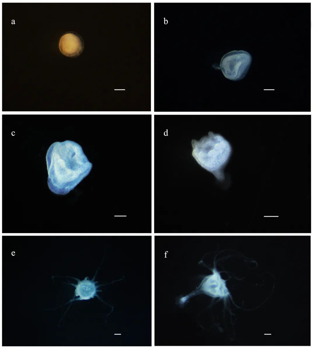 你好，这是我的名字“鱼人叶硝水母”，请多关照！