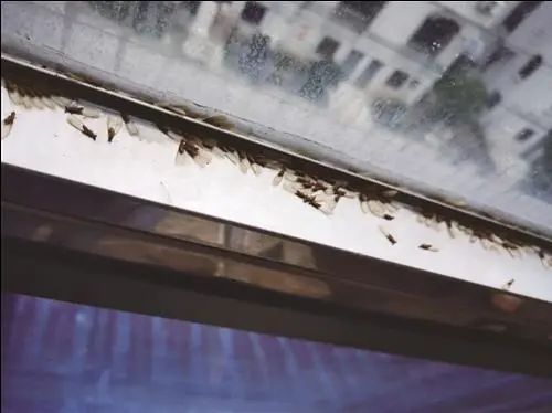 密密麻麻,让人“不能呼吸”!台州不少人家中已出现!入梅后大爆发,怎么办? 密密麻麻,让人“不能呼吸”!台州不少人家中已出现!入梅后大爆发,怎么办?