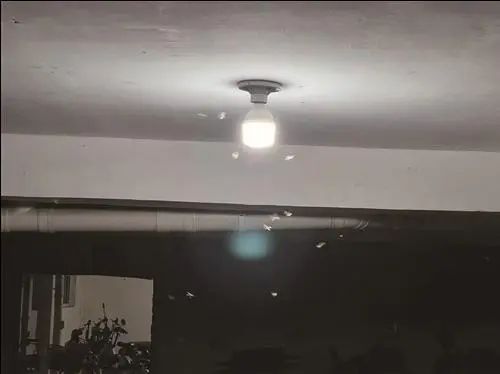 密密麻麻,让人“不能呼吸”!台州不少人家中已出现!入梅后大爆发,怎么办? 密密麻麻,让人“不能呼吸”!台州不少人家中已出现!入梅后大爆发,怎么办?