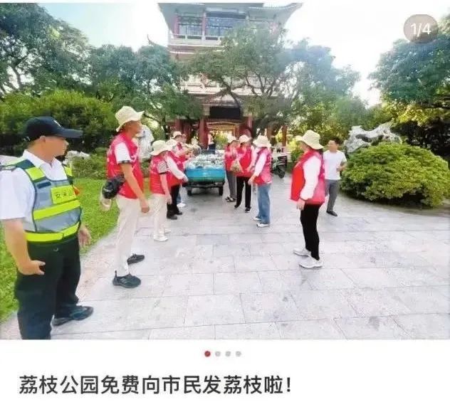 广东一公园和大学又免费发荔枝了