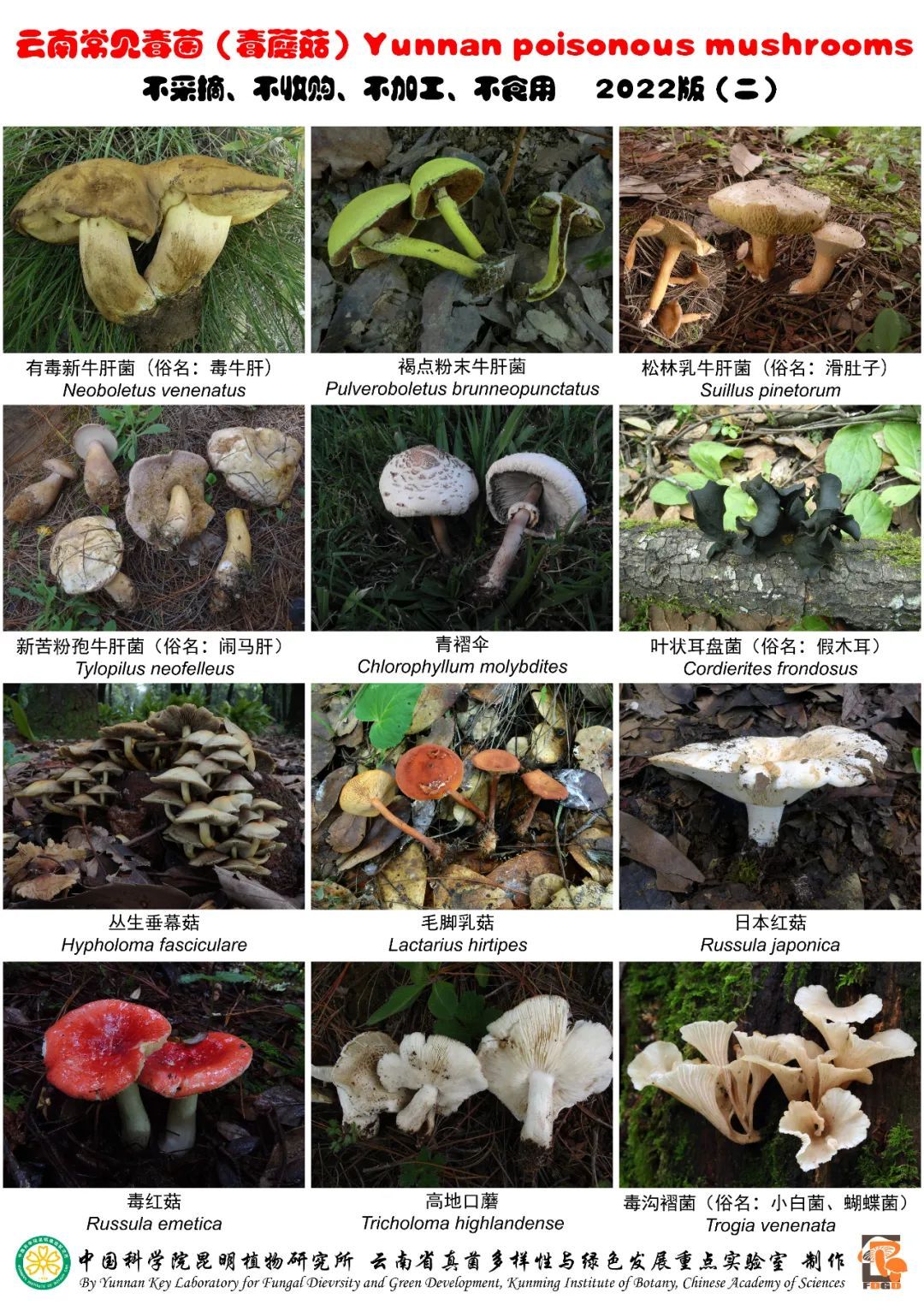 警惕！“红伞伞，白杆杆，吃完一起躺板板”