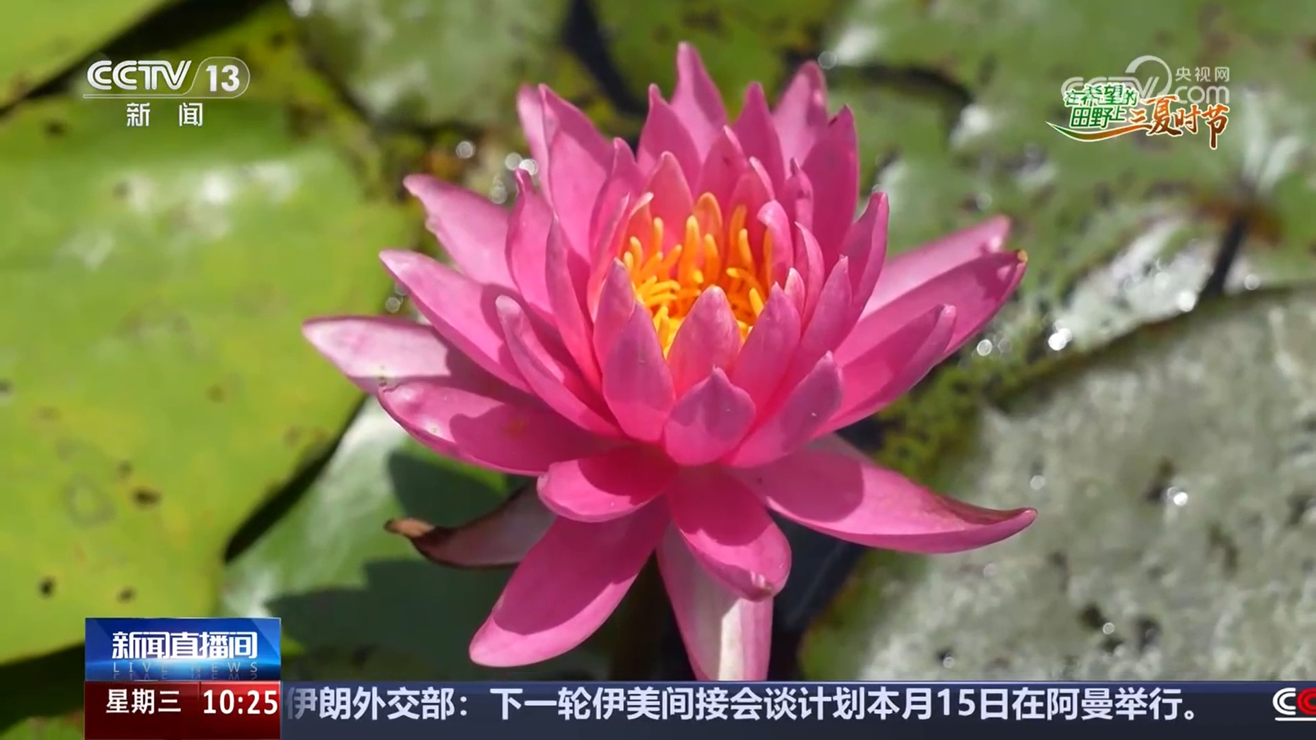 “南繁”睡莲竞相绽放 乡村振兴添色彩 “南繁”睡莲竞相绽放 乡村振兴添色彩