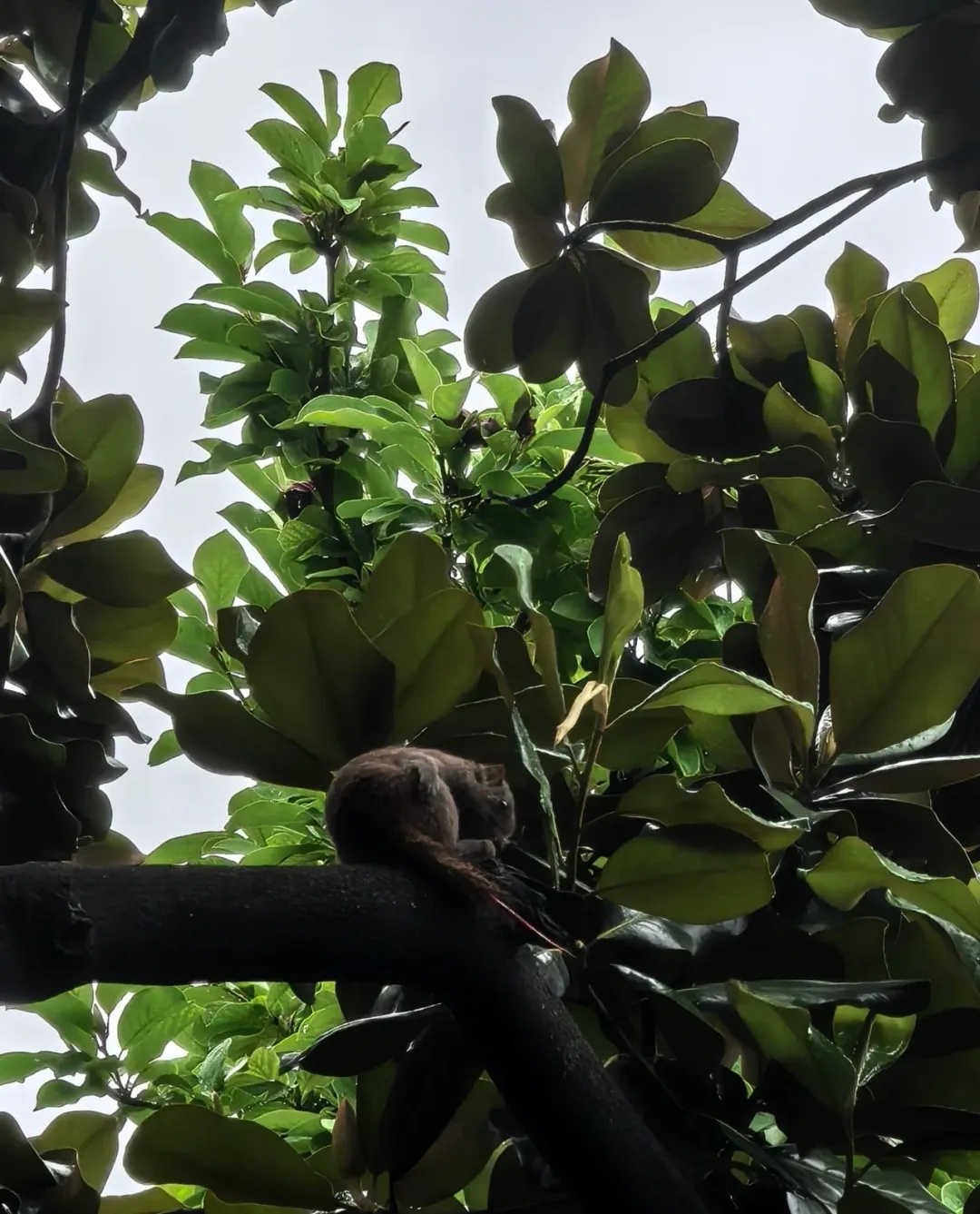 杭州西湖边有人拔断松鼠尾巴?西湖景区:正展开调查核实 杭州西湖边有人拔断松鼠尾巴?西湖景区:正展开调查核实