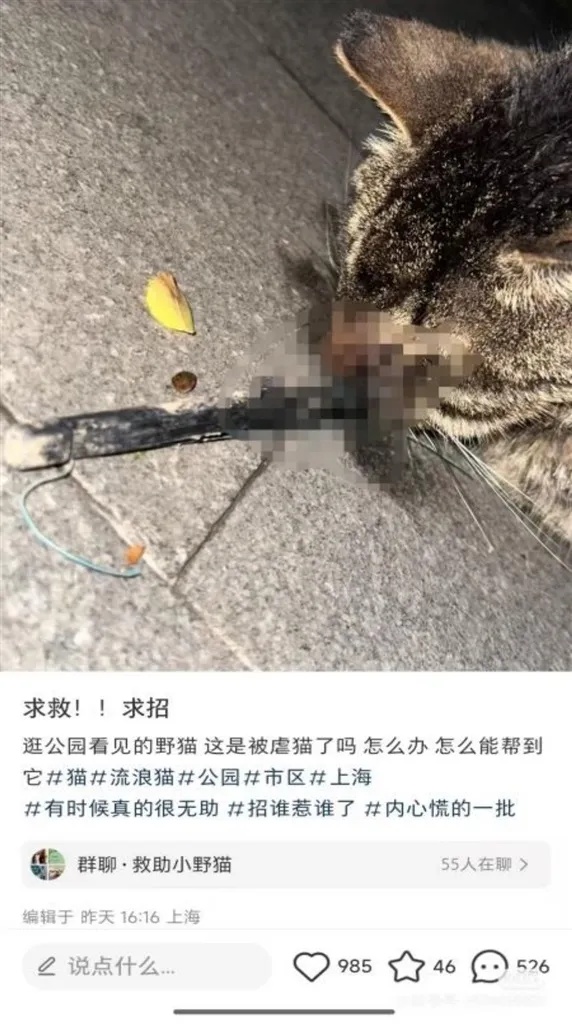 “没想到它还坚强地活着”，市民接力找寻7天！脸被射穿的流浪猫获救
